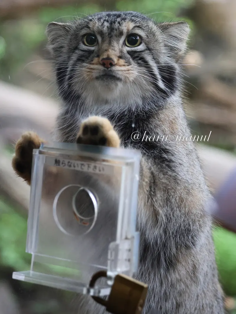 A photograph of Nagomu in Nasu Animal Kingdom