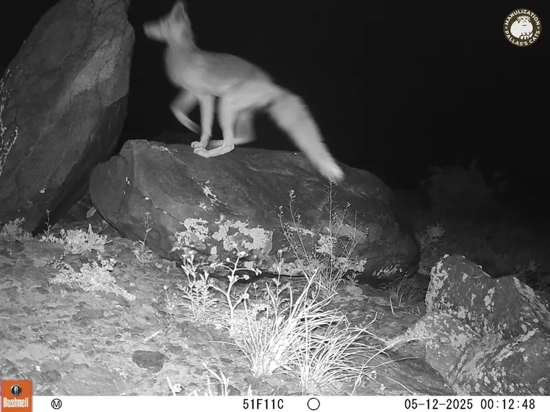 A photograph of Red fox from Koshkar camera trap