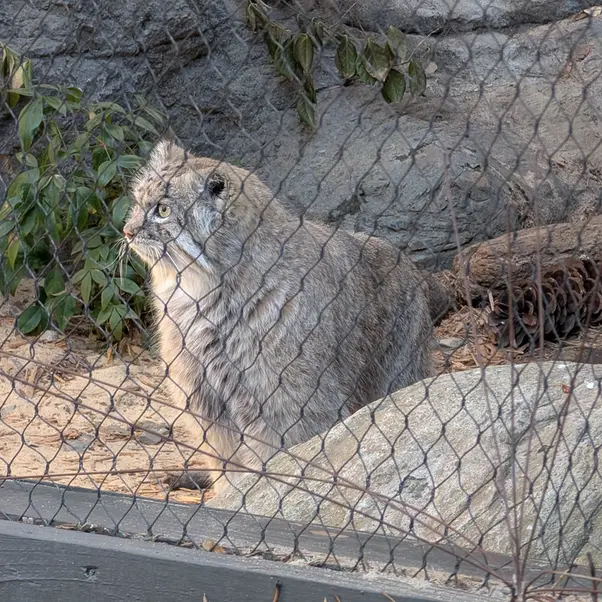 A photograph of Batu in Prospect Park Zoo