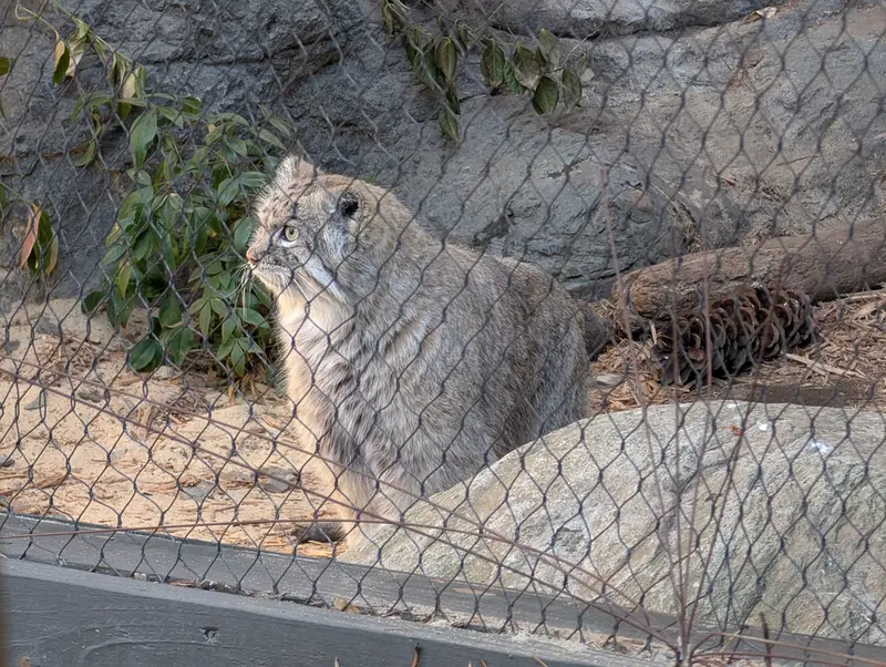 A photograph of Batu in Prospect Park Zoo