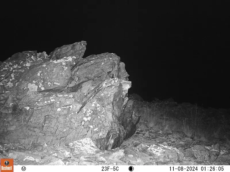 A photograph of a Pallas's cat
