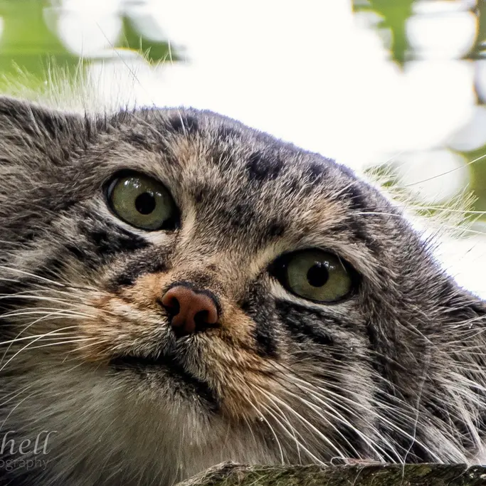 A photograph of Jethro in The Big Cat Sanctuary