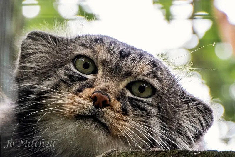A photograph of Jethro in The Big Cat Sanctuary