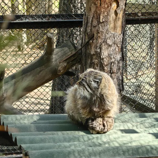 A photograph of Zelenogorsk in Novosibirsk Zoo