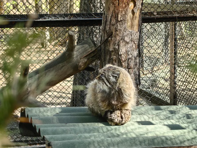 A photograph of Zelenogorsk in Novosibirsk Zoo