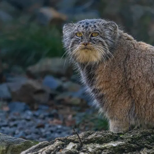 A photograph of Moira in Ostrava Zoo