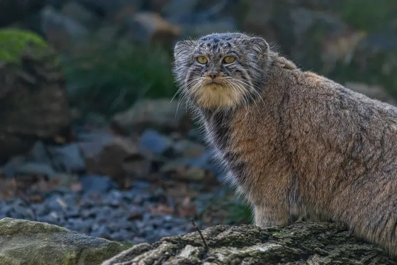 A photograph of Moira in Ostrava Zoo