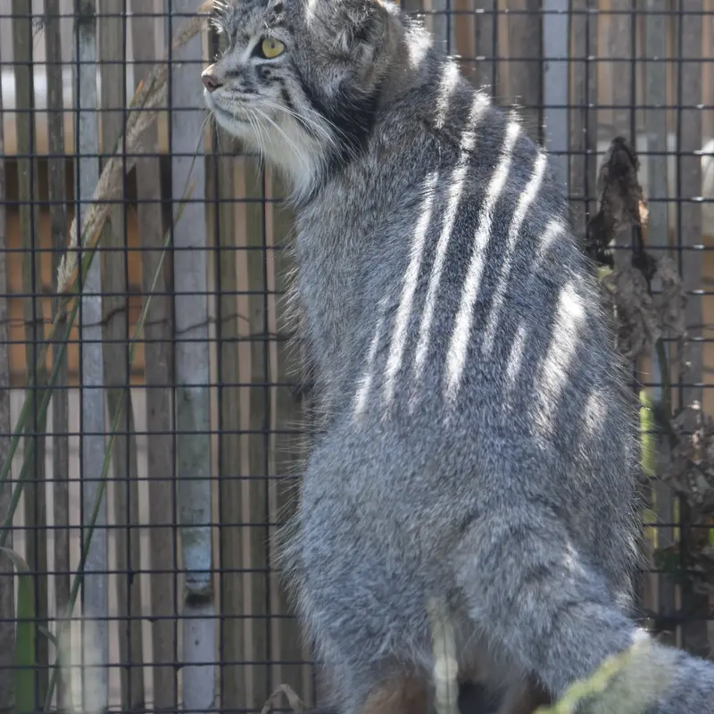 A photograph of a Pallas's cat