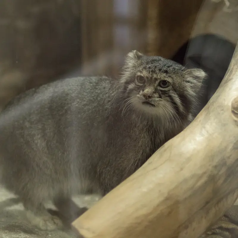 A photograph of Klyon in Ueno Zoological Gardens