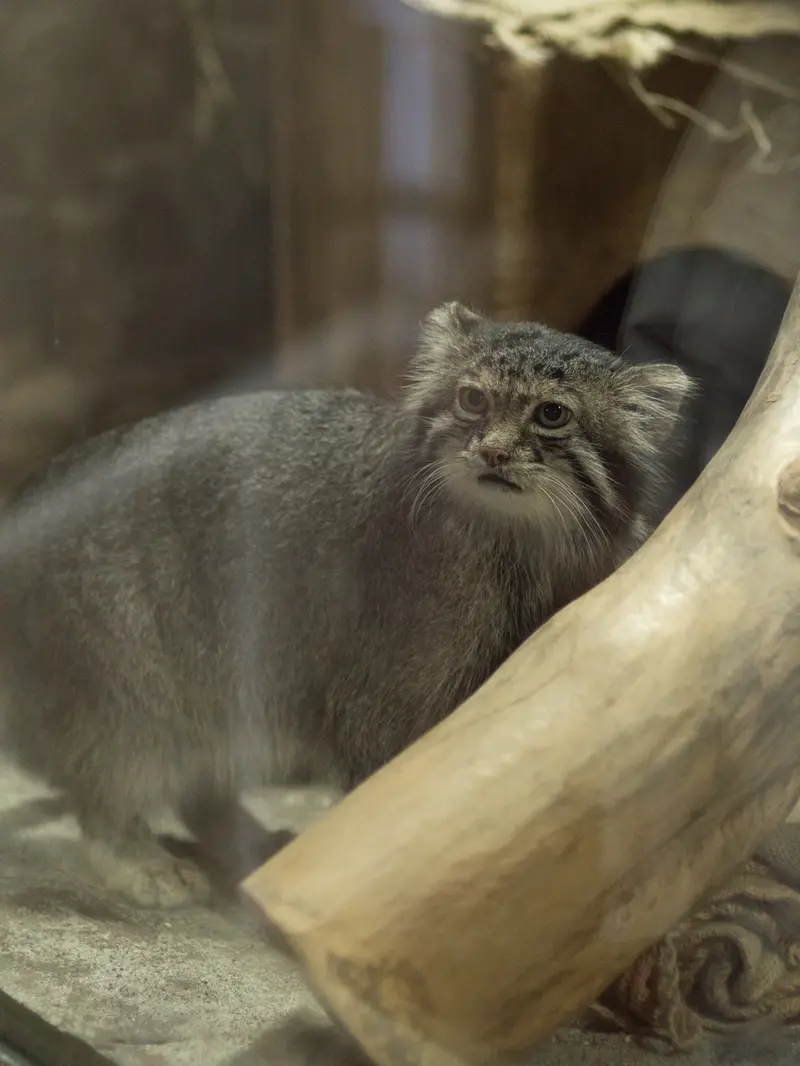A photograph of Klyon in Ueno Zoological Gardens