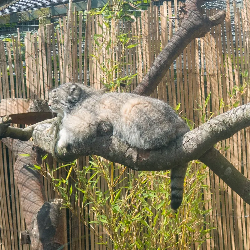 A photograph of Akiko in Edinburgh Zoo