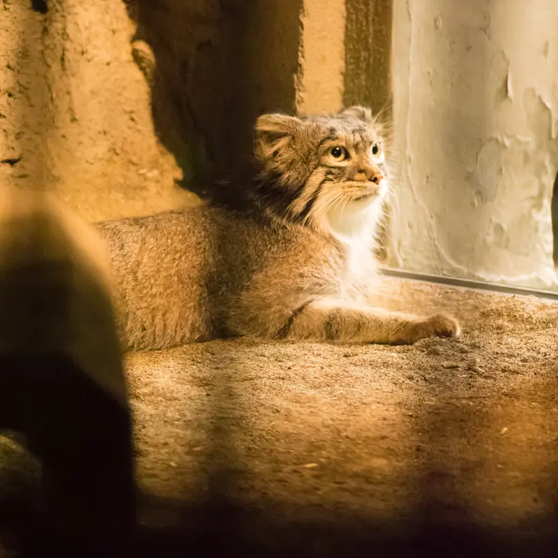 A photograph of Figa in Nogeyama Zoo