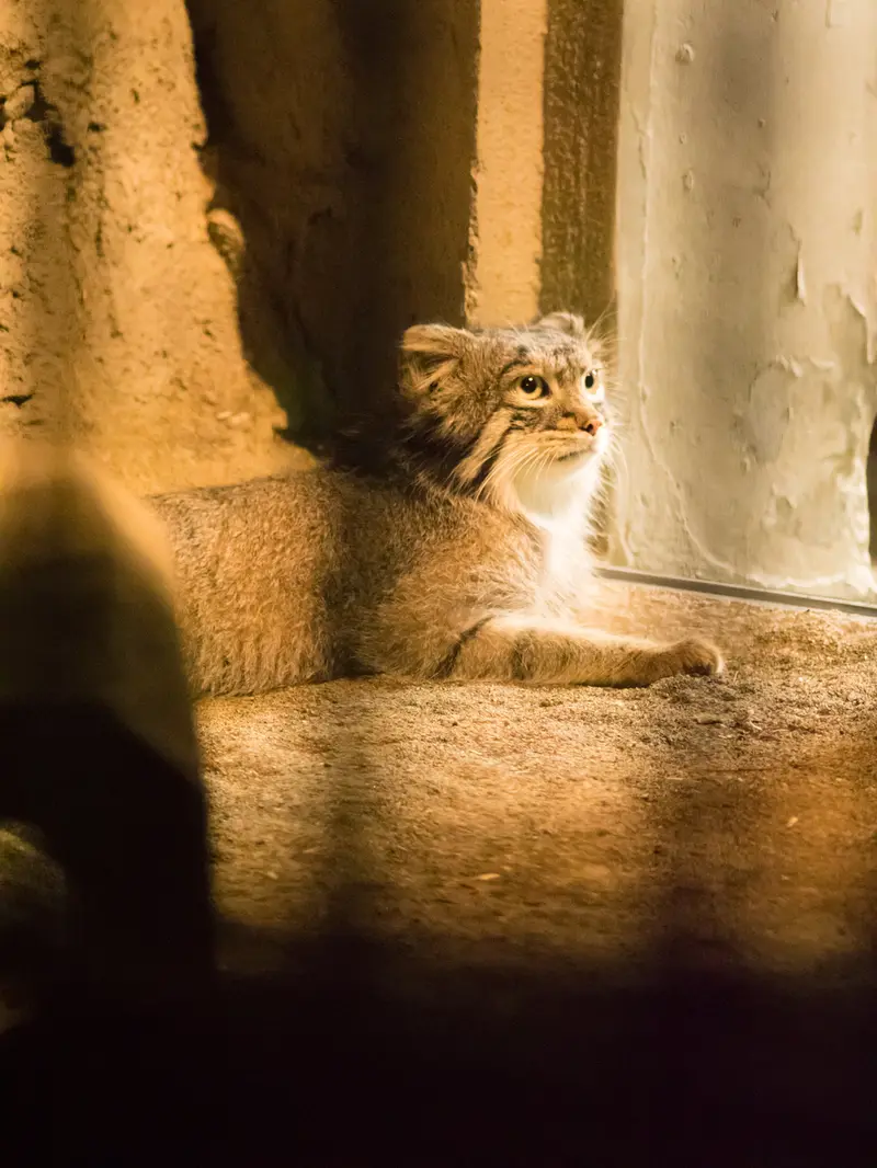 A photograph of Figa in Nogeyama Zoo