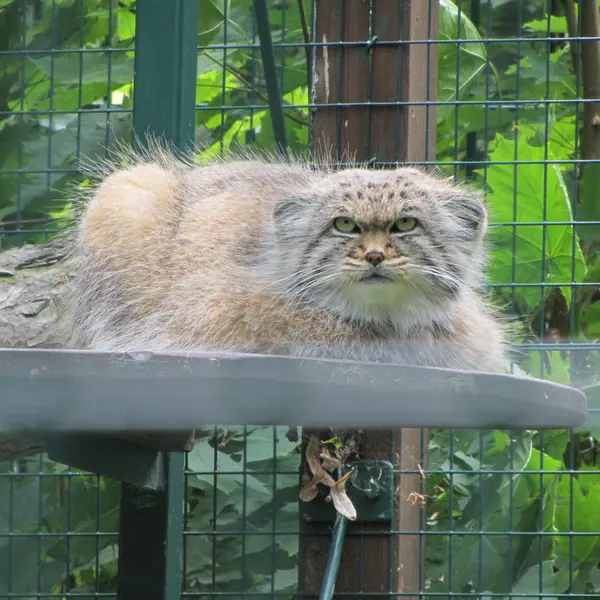 A photograph of Manni in Dessau Zoo