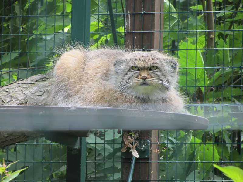A photograph of Manni in Dessau Zoo
