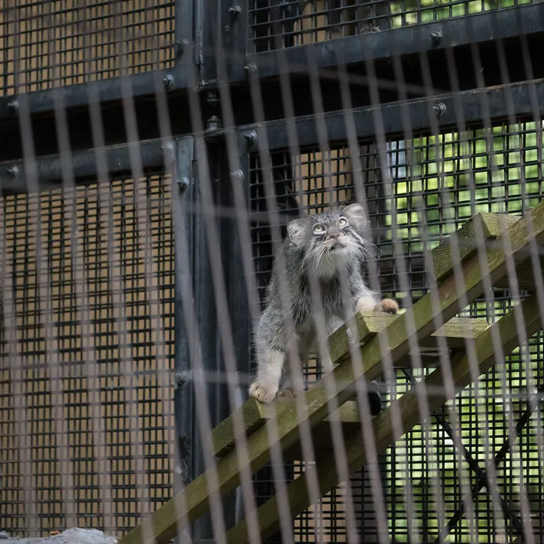 A photograph of Hide in Asahiyama Zoo