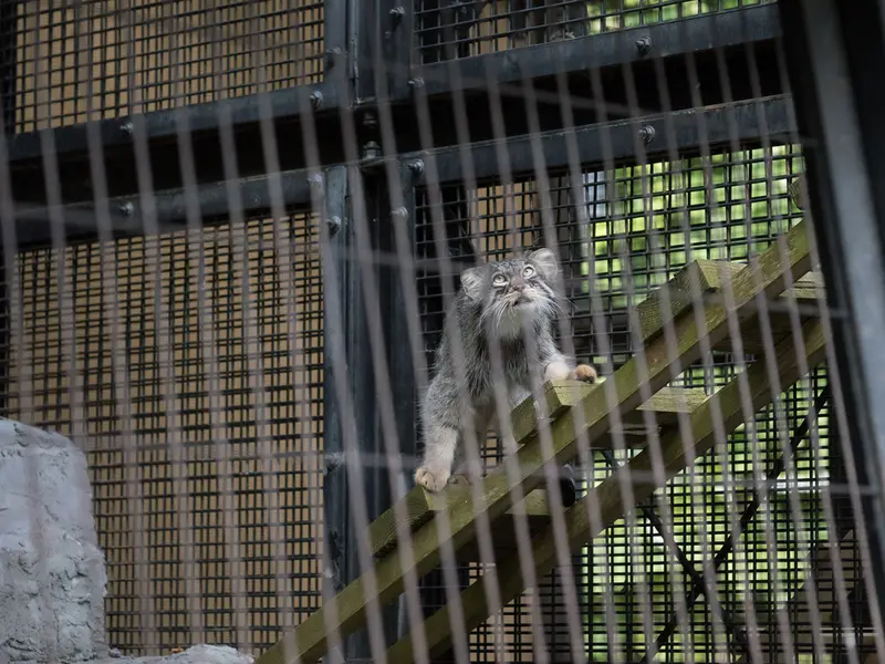 A photograph of Hide in Asahiyama Zoo