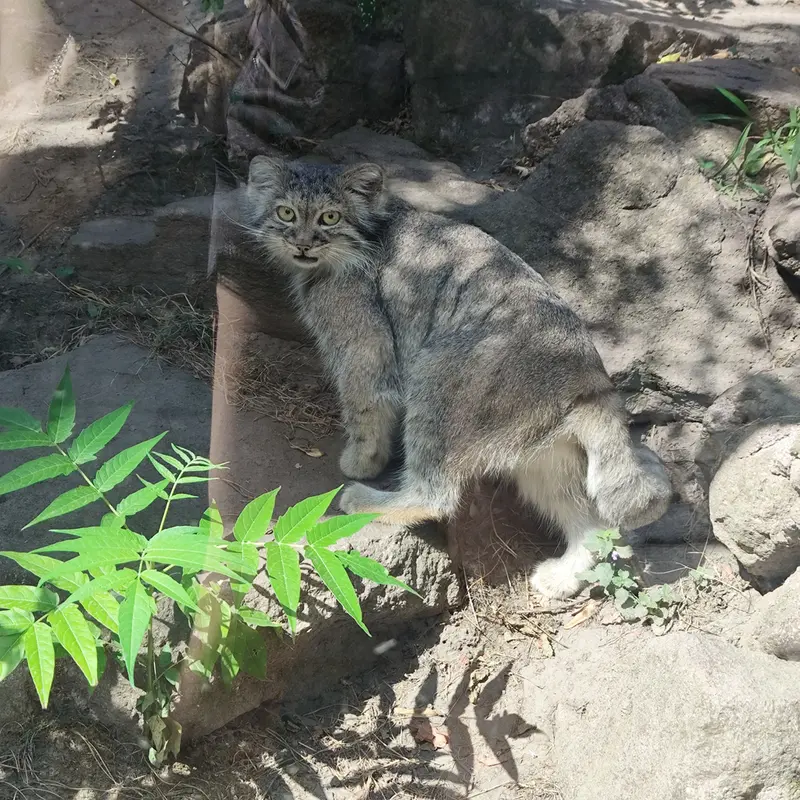A photograph of Lucy in Budapest Zoo & Botanical Garden