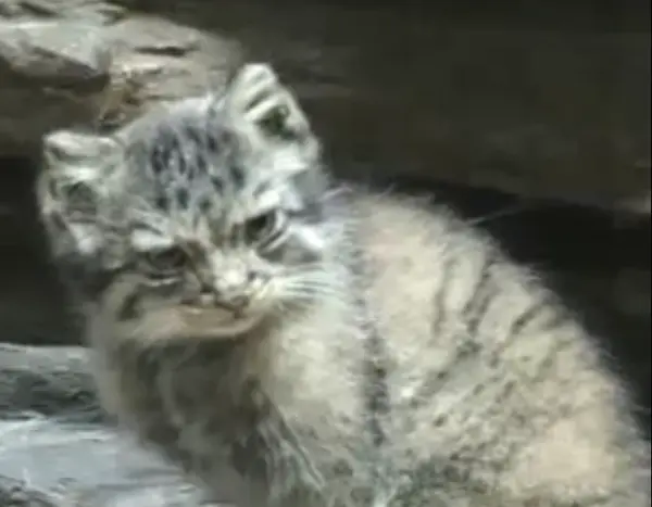 A photograph of Pecky in Ueno Zoological Gardens