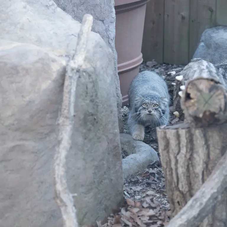 A photograph of Oto in Saitama Children's Zoo