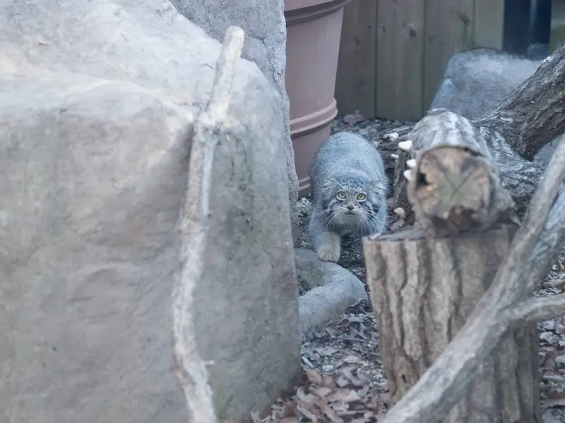 A photograph of Oto in Saitama Children's Zoo