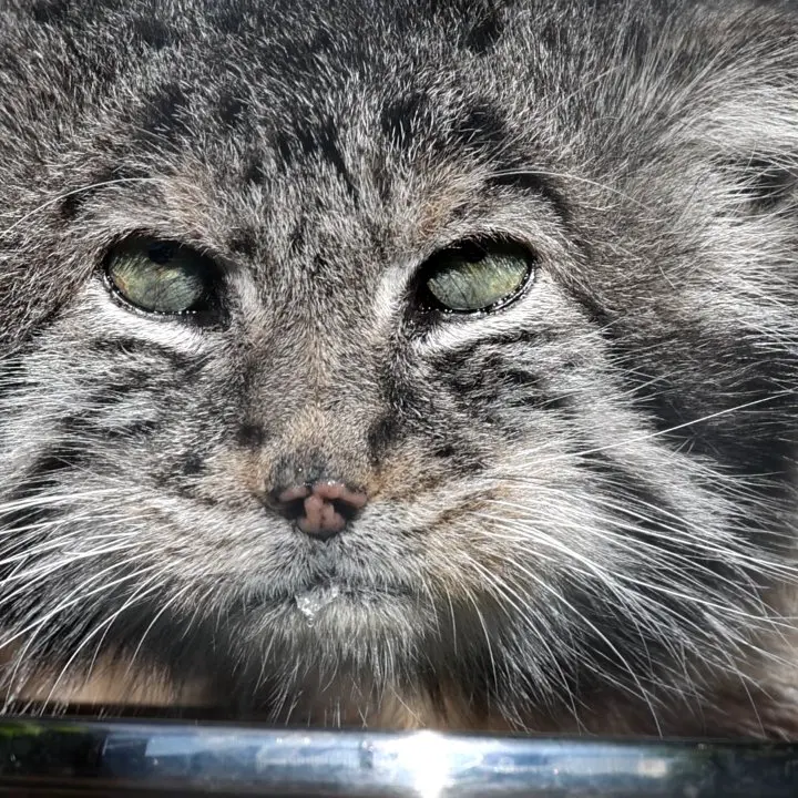 A photograph of a Pallas's cat in Leningrad zoo