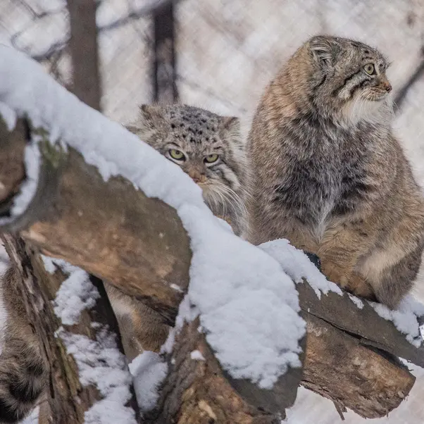 A photograph of Son of Eve 2024 Ⅰ in Novosibirsk Zoo