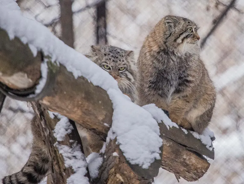 A photograph of Son of Eve 2024 Ⅰ and Sychik in Novosibirsk Zoo