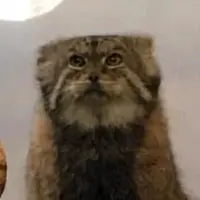 Boris the Pallas's cat from Prospect Park Zoo