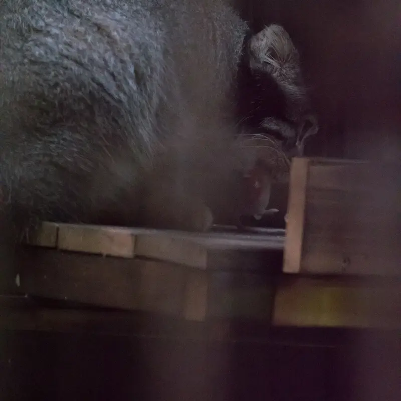A photograph of Figa in Nogeyama Zoo