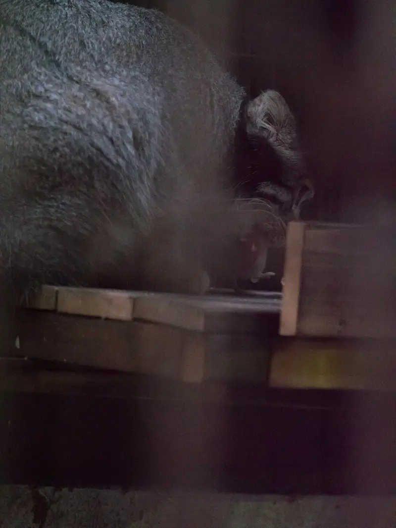 A photograph of Figa in Nogeyama Zoo