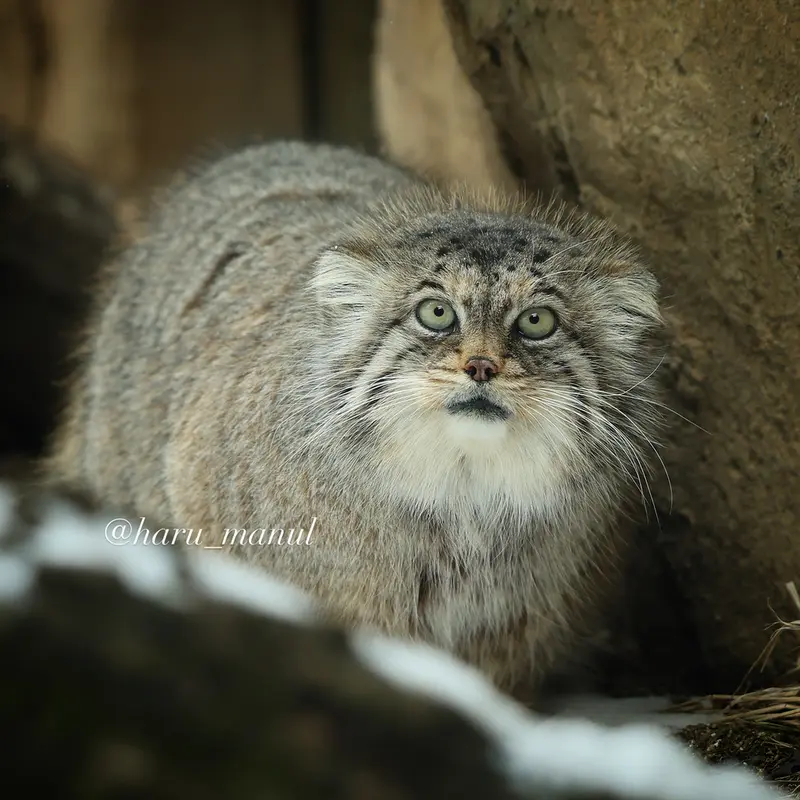A photograph of Polly in Nasu Animal Kingdom