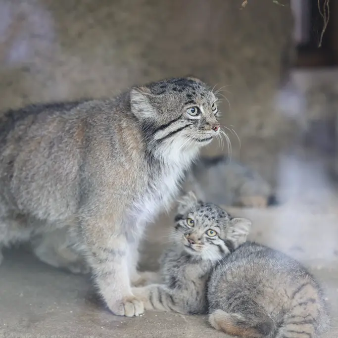 A photograph of Az and Nagi in Kobe Animal Kingdom