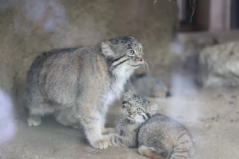 A photograph of Az and Nagi in Kobe Animal Kingdom