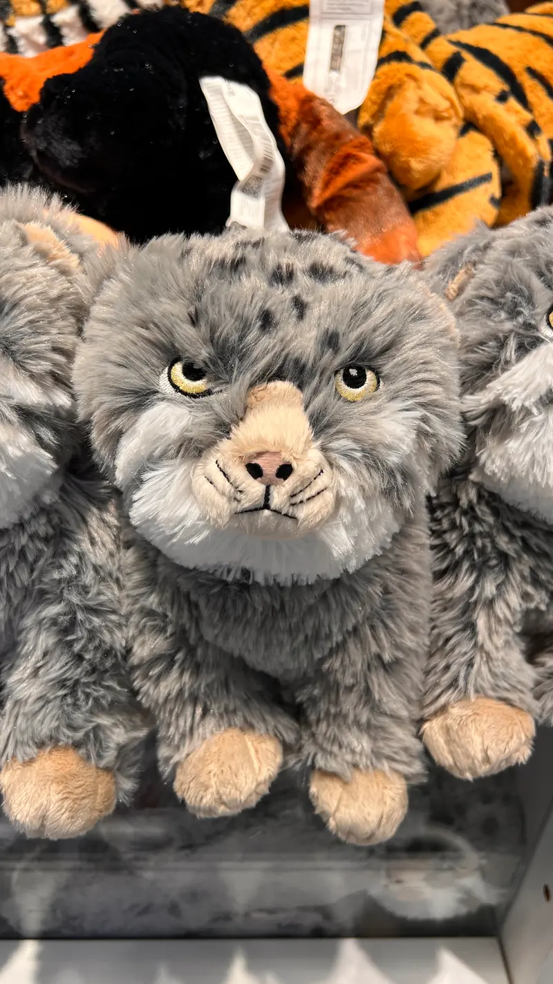 A photograph of a Pallas's cat