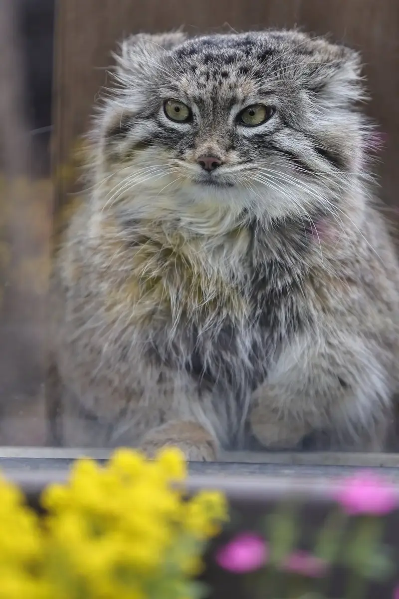 A photograph of a Pallas's cat