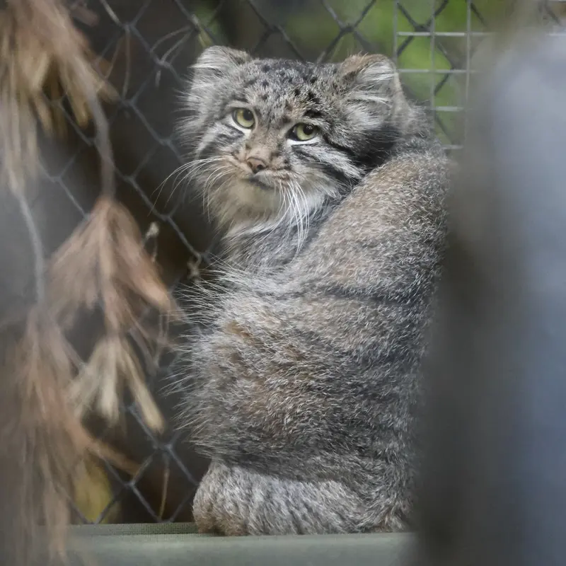 A photograph of Grey in Novosibirsk Zoo