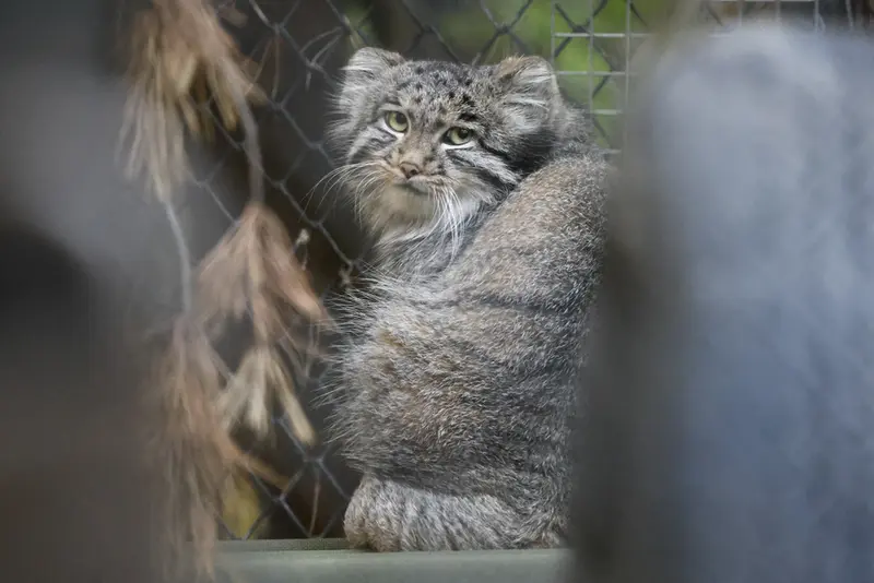 A photograph of Grey in Novosibirsk Zoo