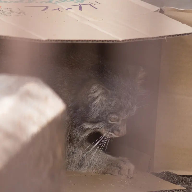 A photograph of Figa in Nogeyama Zoo