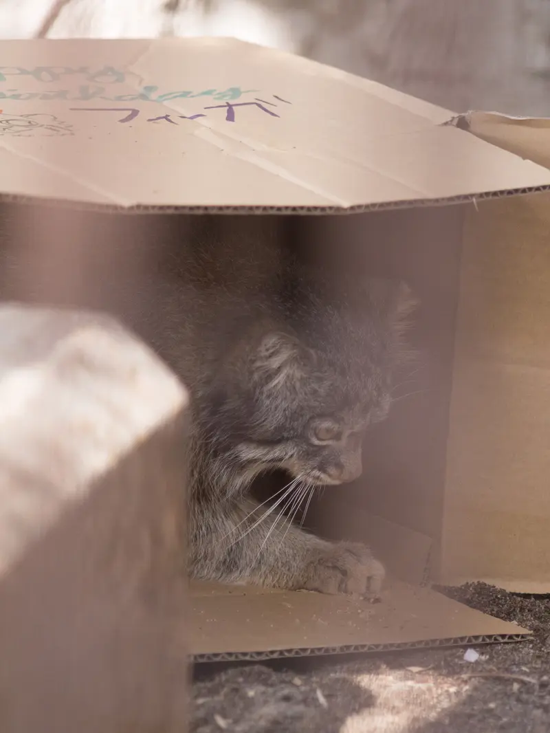 A photograph of Figa in Nogeyama Zoo