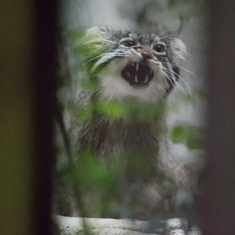 A photograph of Figa in Nogeyama Zoo
