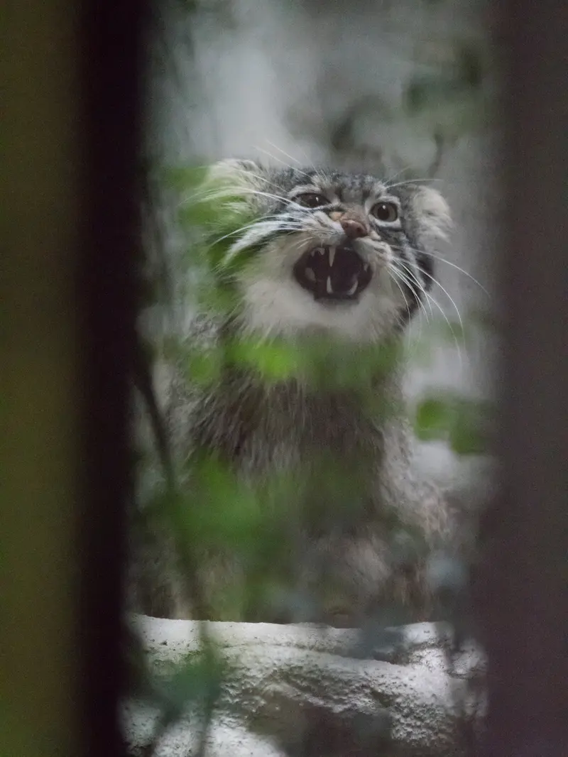 A photograph of Figa in Nogeyama Zoo