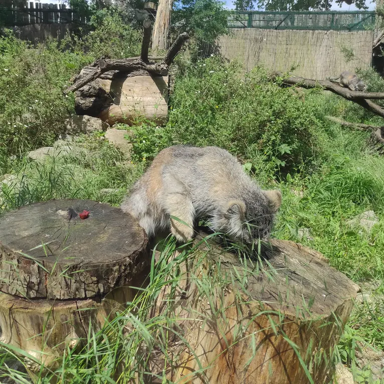 A photograph of Zarina in Wrocław Zoo