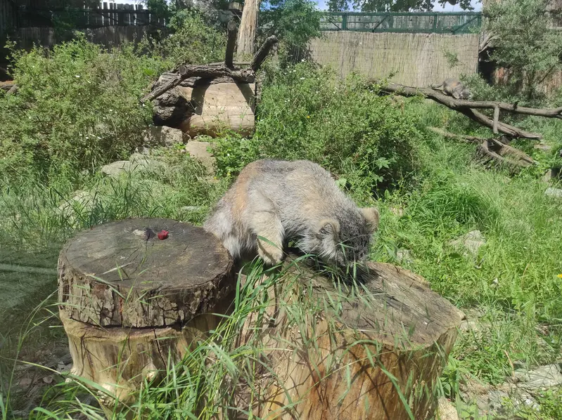 A photograph of Zarina in Wrocław Zoo