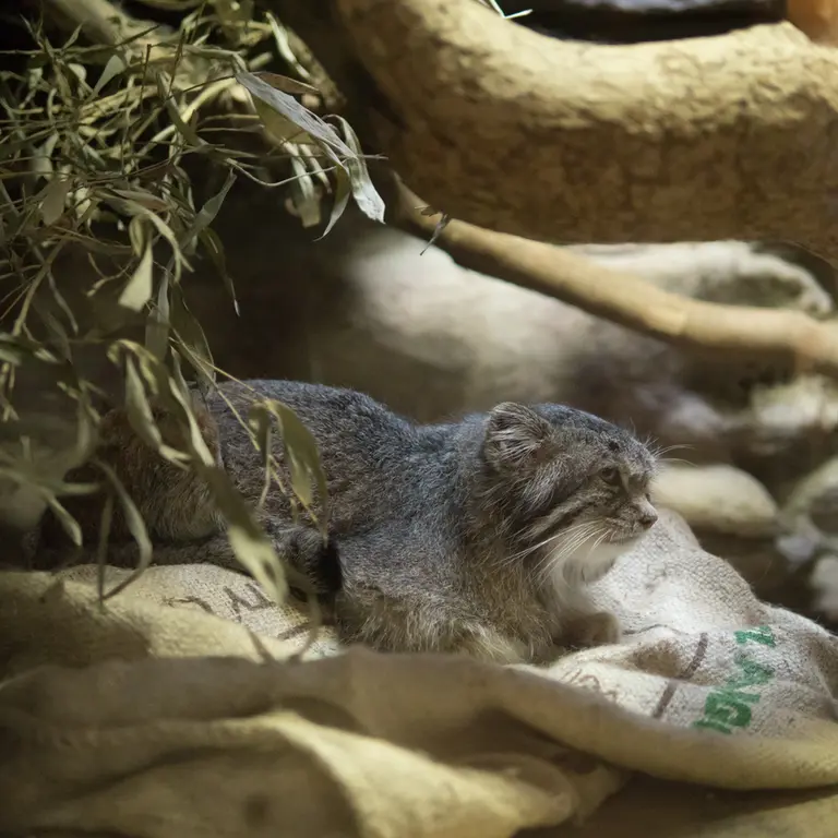 A photograph of Klyon in Ueno Zoological Gardens