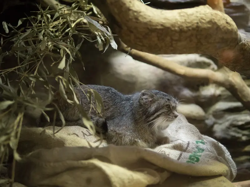 A photograph of Klyon in Ueno Zoological Gardens