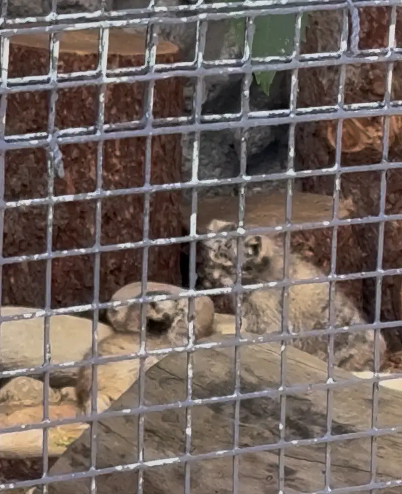 A photograph of Kitten of Pepe b.2026 Ⅲ and Kitten of Pepe b.2026 Ⅳ in Leningrad zoo