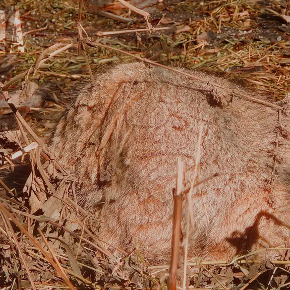 A photograph of Olaf in Calgary Zoo / Wilder Institute