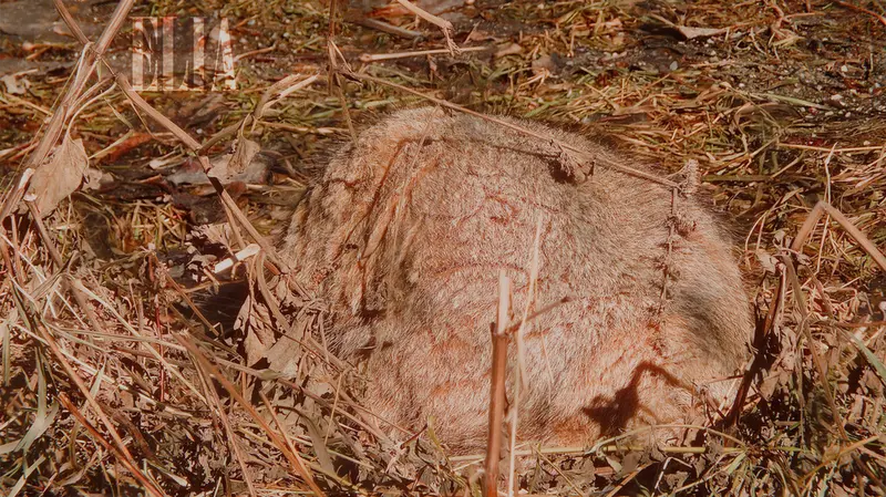 A photograph of Olaf in Calgary Zoo / Wilder Institute