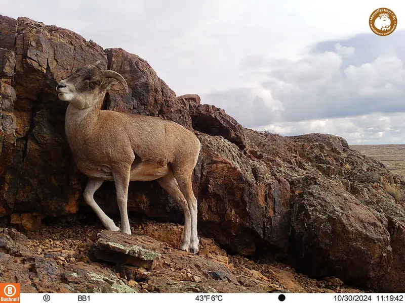 A photograph of Argali from Aktas-Kunkora camera trap